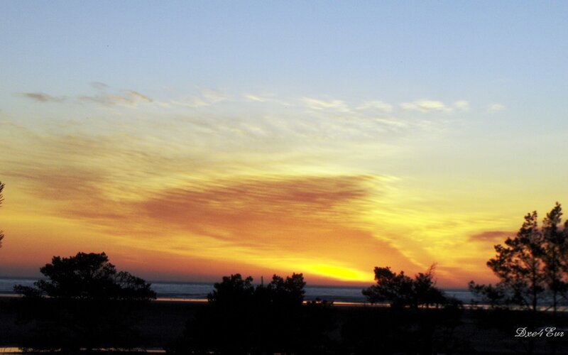 Sunset over Ocean — Yellow, Serene, Photograph, Trees
