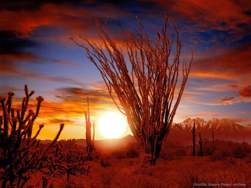 Sunset over Ocotillo Desert