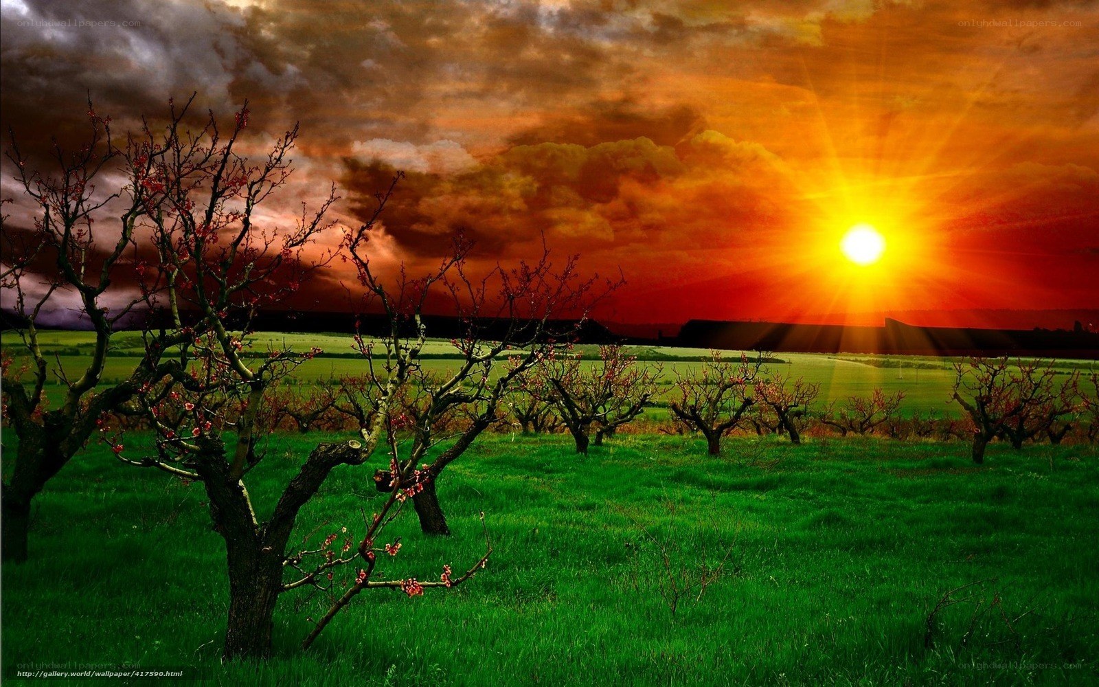 Sunset over orchard field
