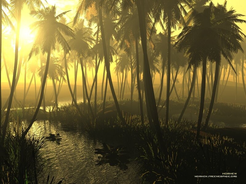 Sunset over palm forest