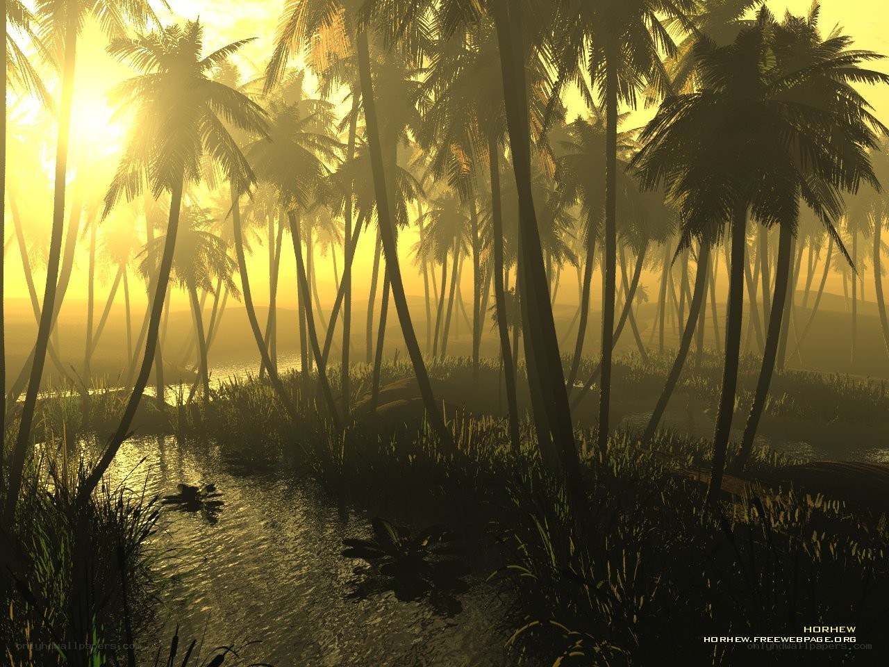 Sunset over palm forest
