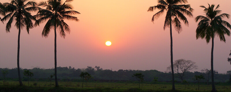 sunset over palm trees