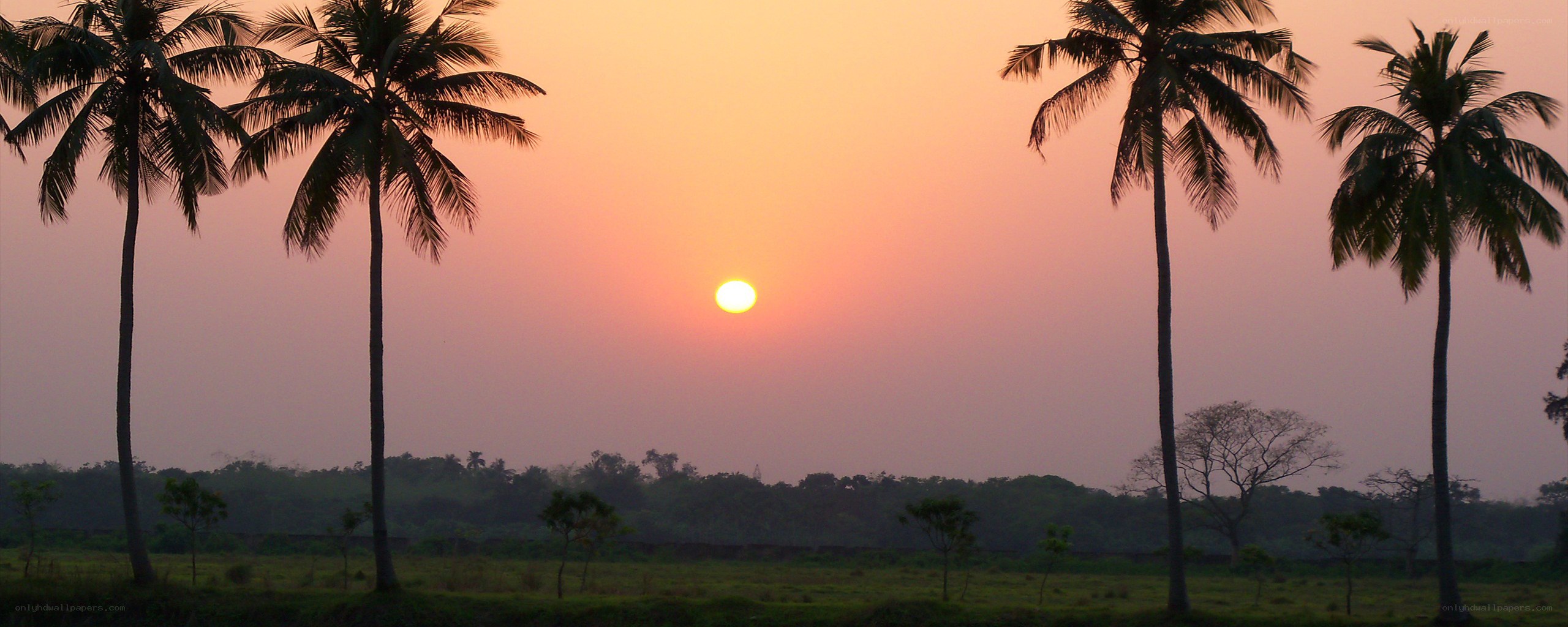 sunset over palm trees