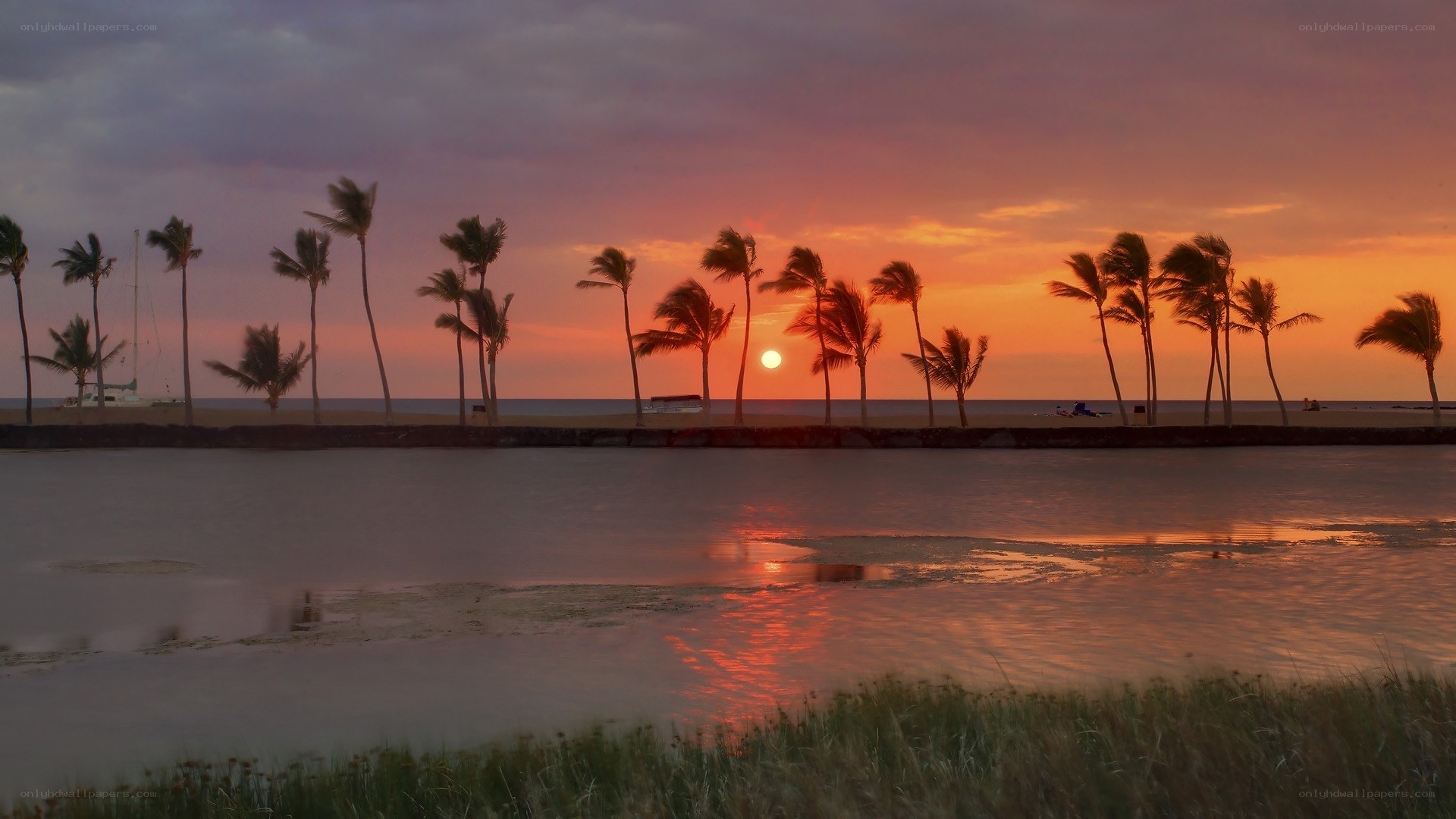 sunset over palm trees