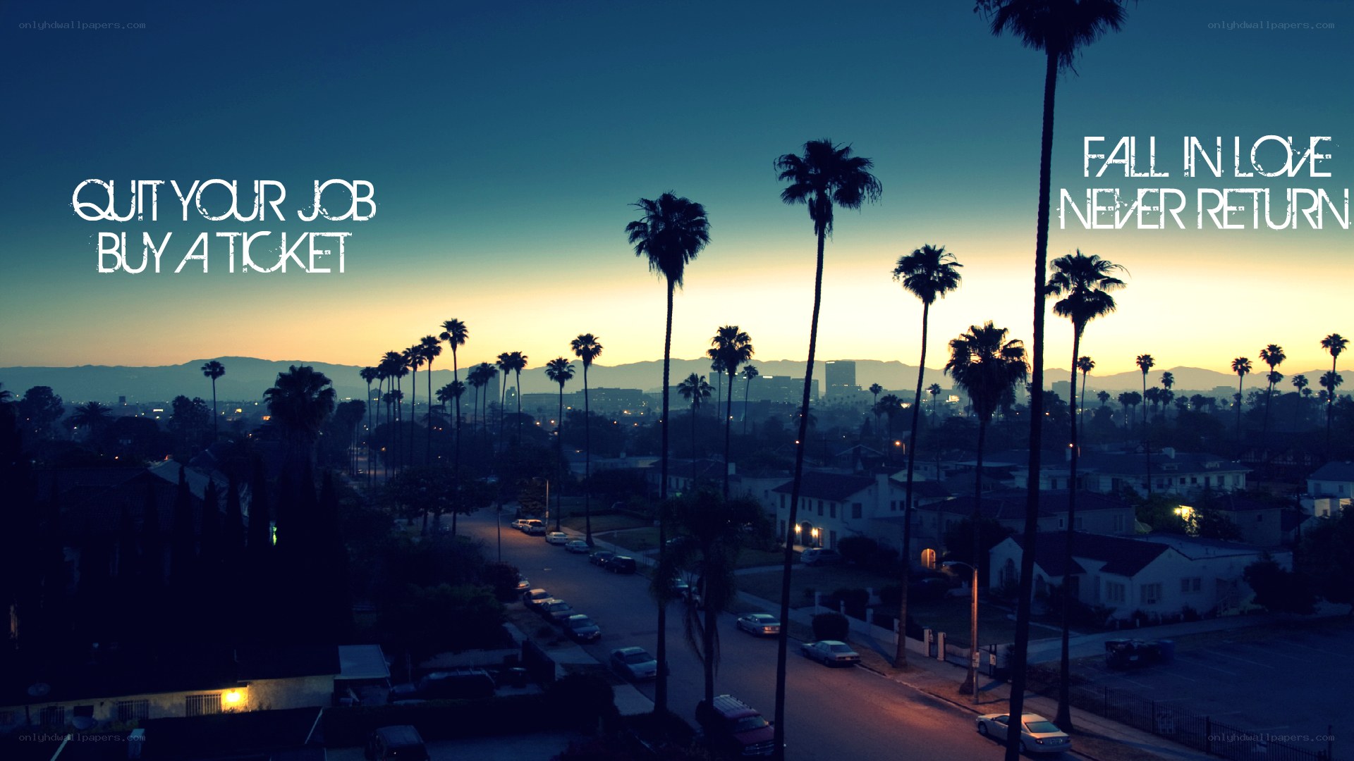 sunset over palm trees