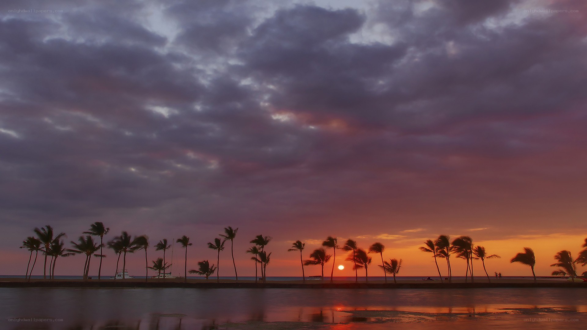 sunset over palm trees