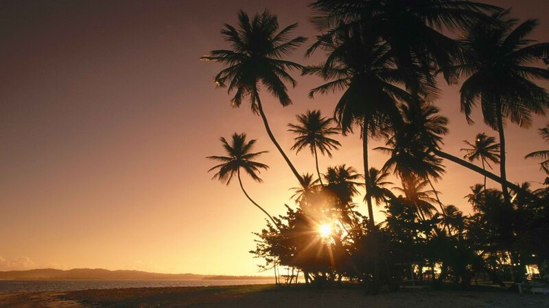 sunset over palm trees