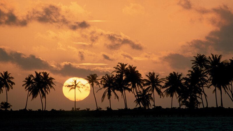 sunset over palm trees