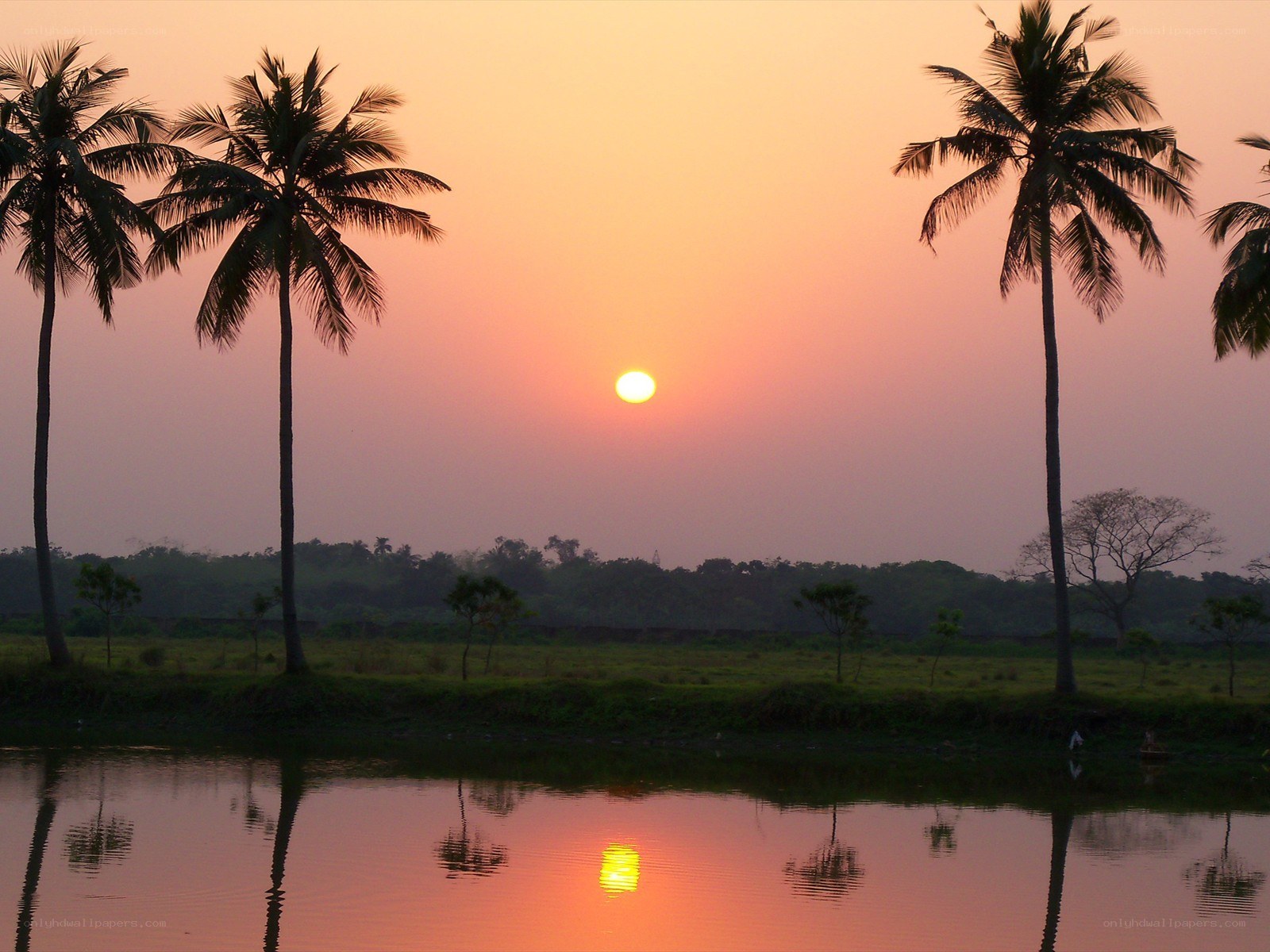 Sunset over palm trees