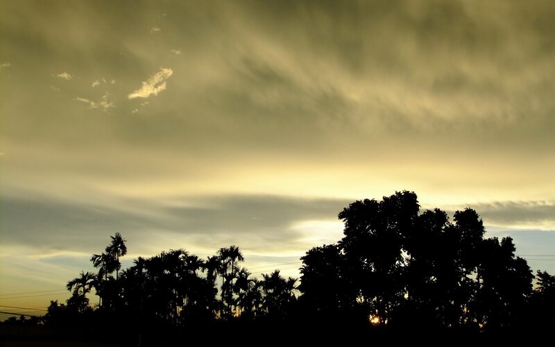 sunset over palm trees
