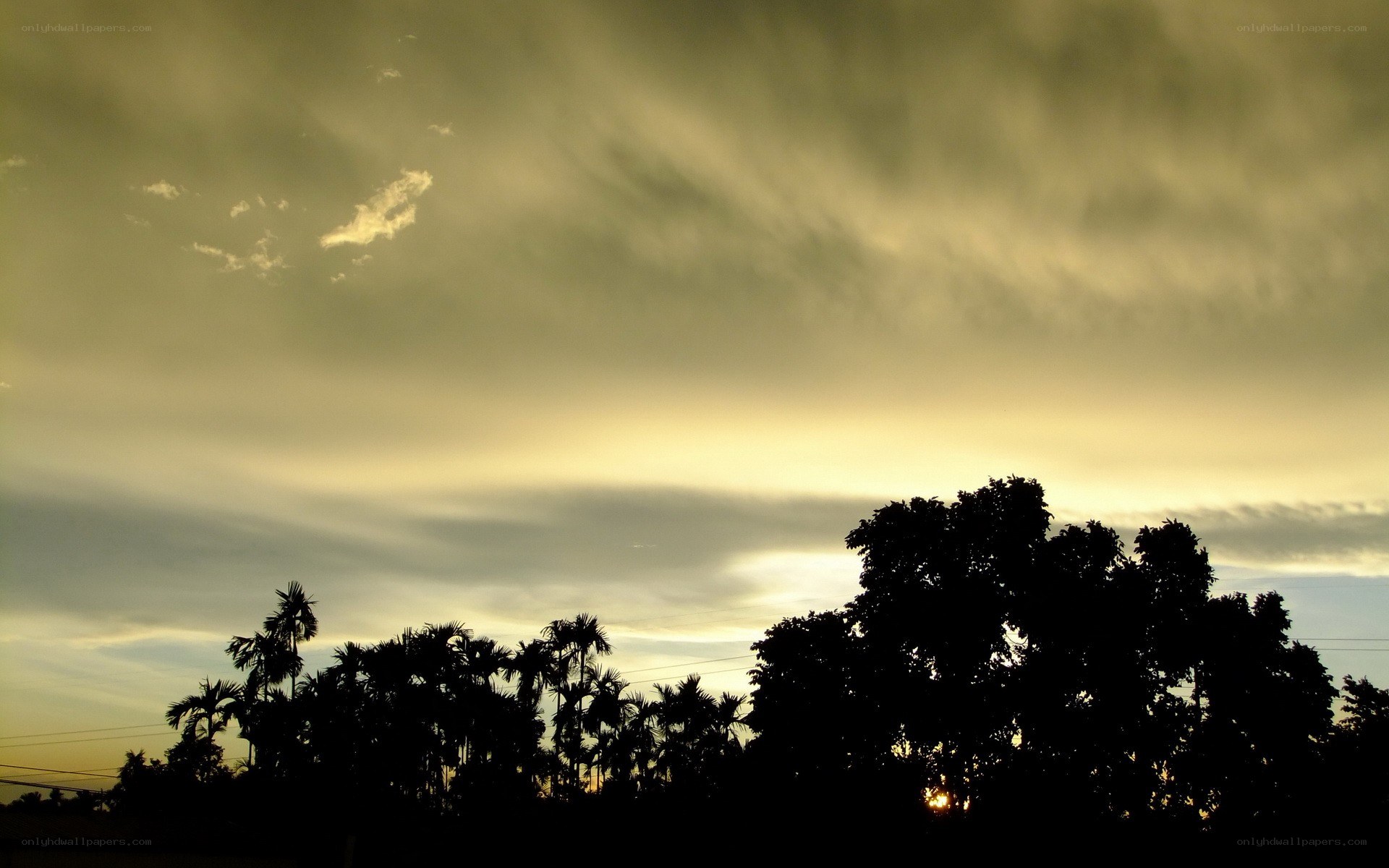 sunset over palm trees