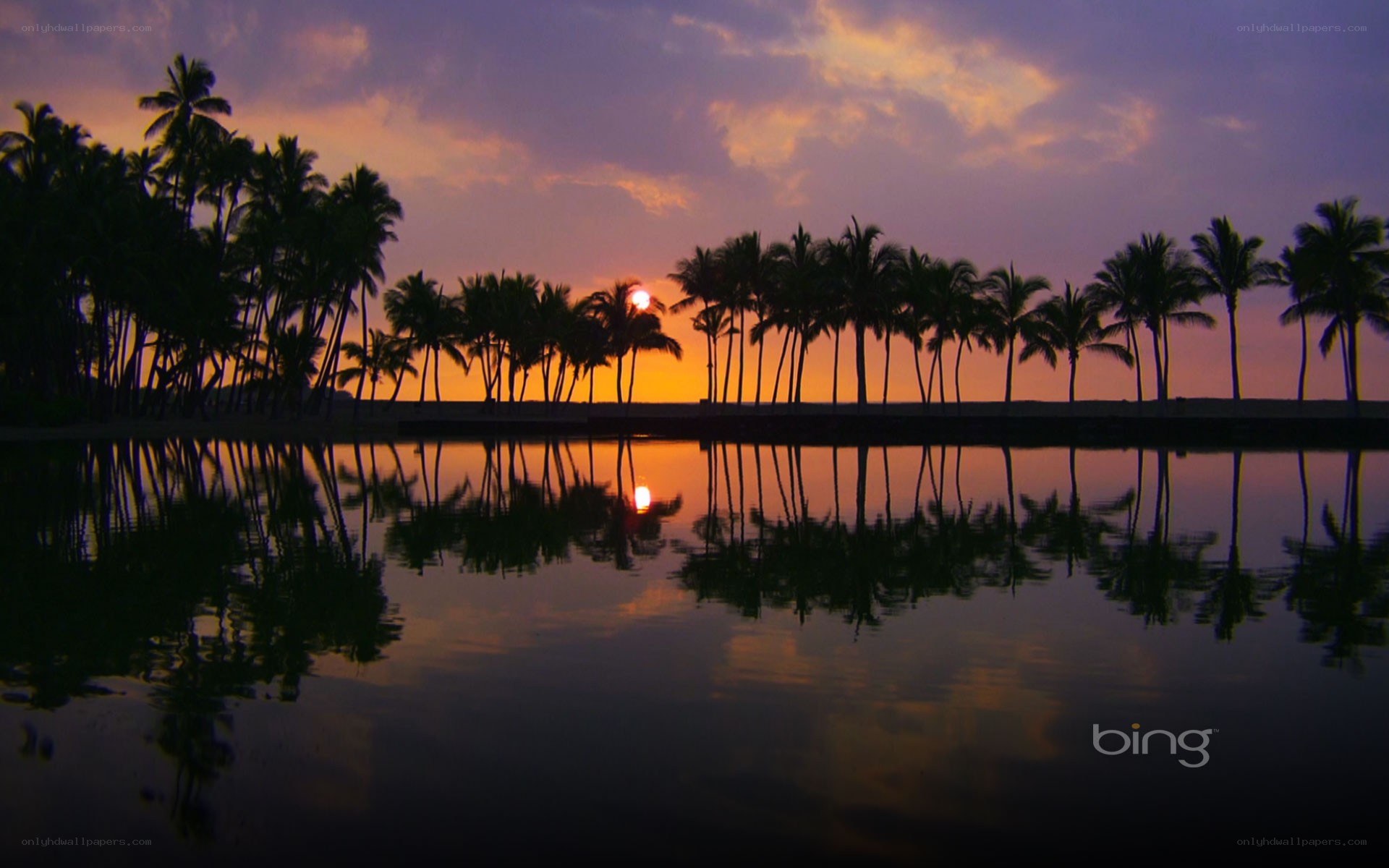 sunset over palm trees