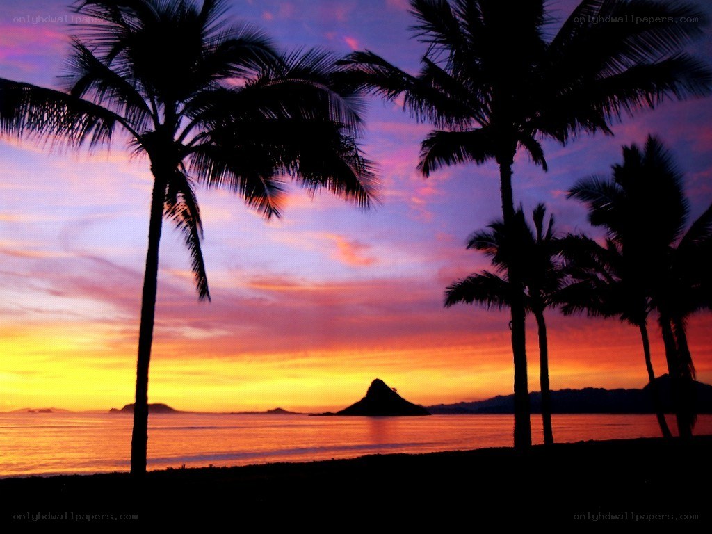 sunset over palm trees