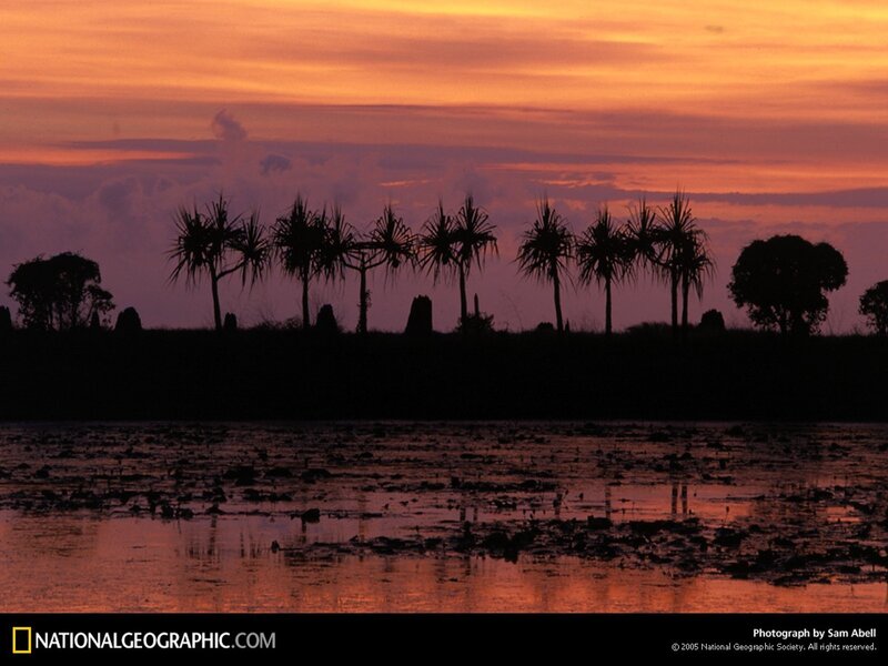 Sunset over palm trees