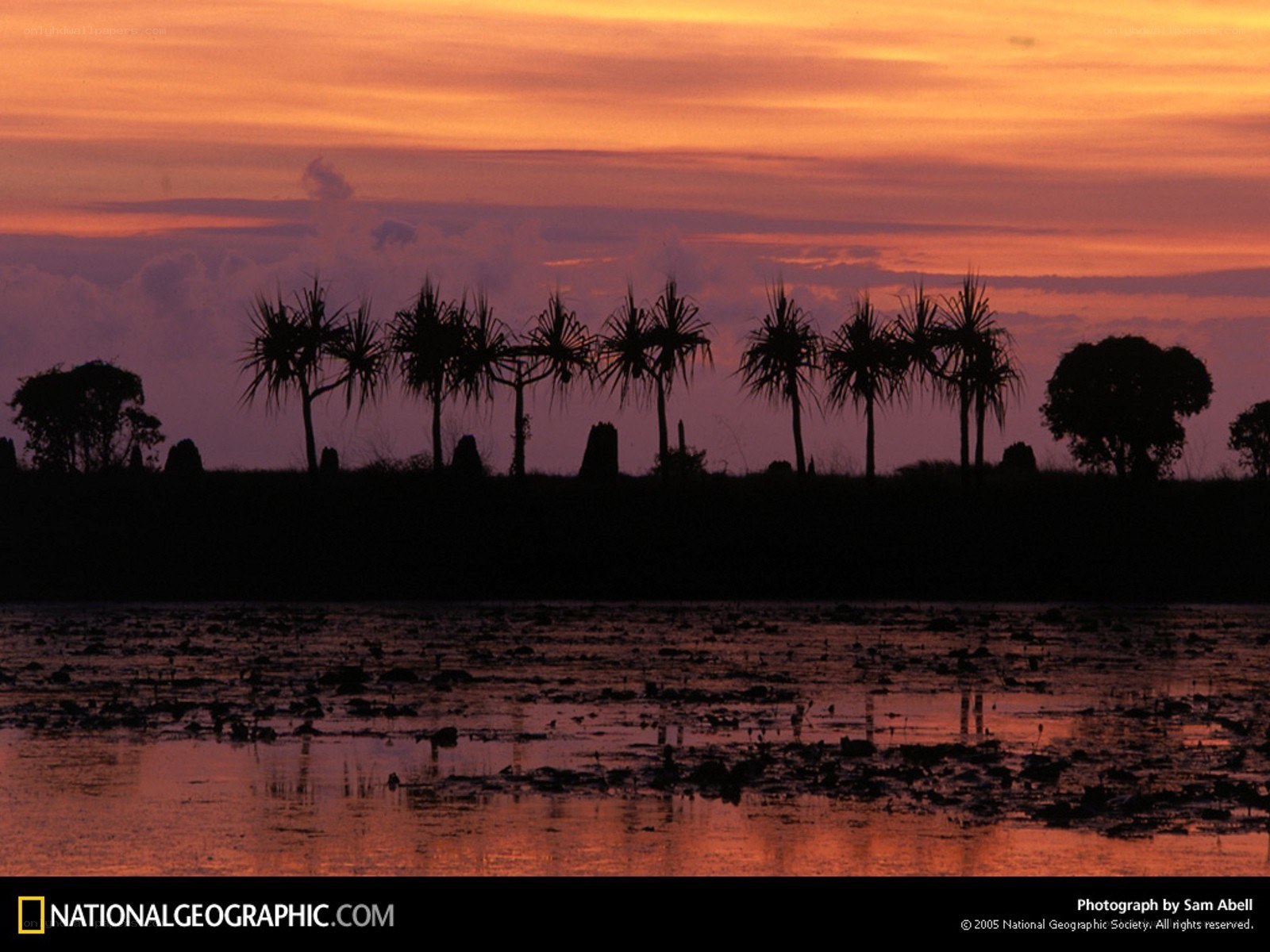 Sunset over palm trees