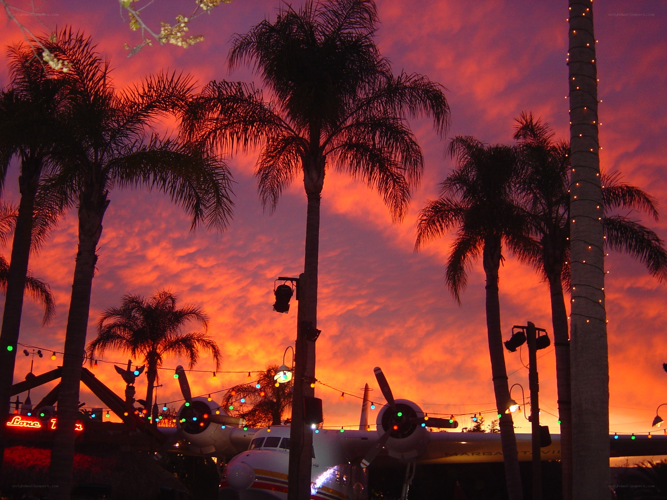 sunset over palm trees and airplane