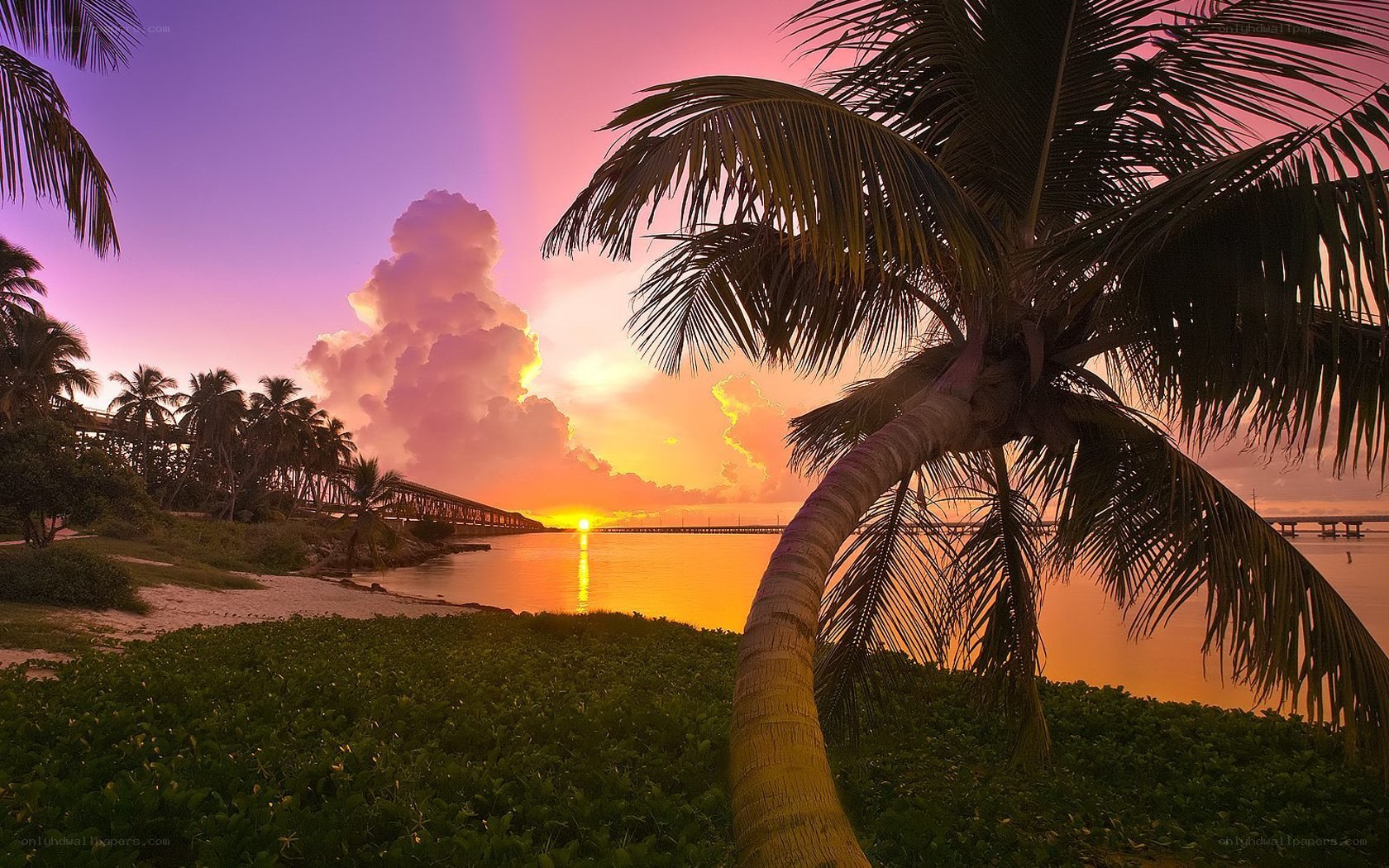 sunset over palm trees and bridge