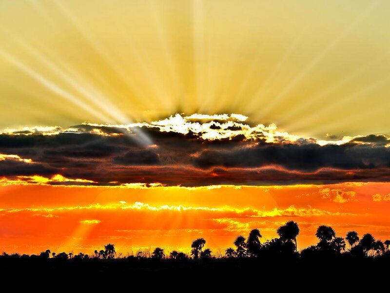 Sunset over Palm Trees — Orange, Dramatic