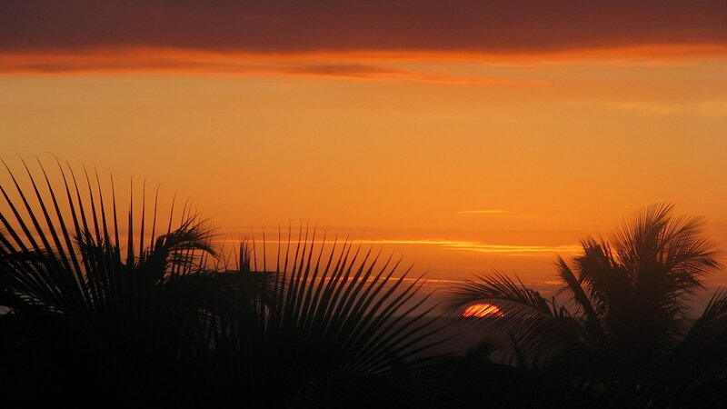 Sunset over Palm Trees — Orange, Serene