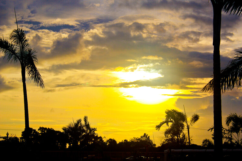 Sunset over Palm Trees — Yellow