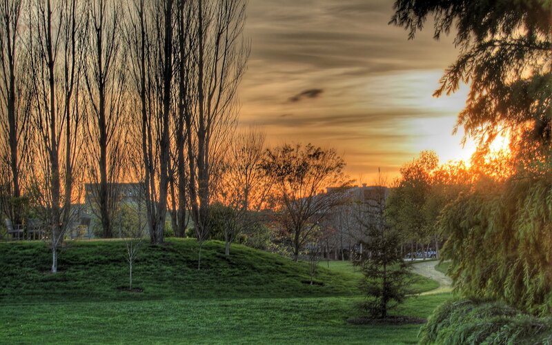 Sunset over Park Trees — Green