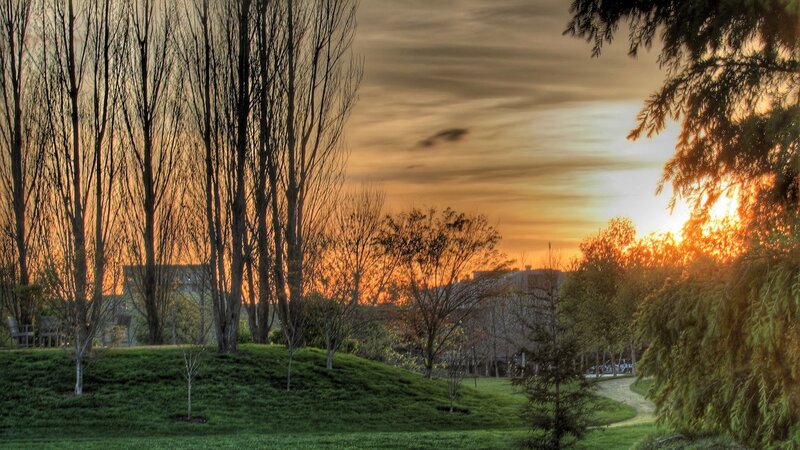 Sunset over Park Trees — Orange