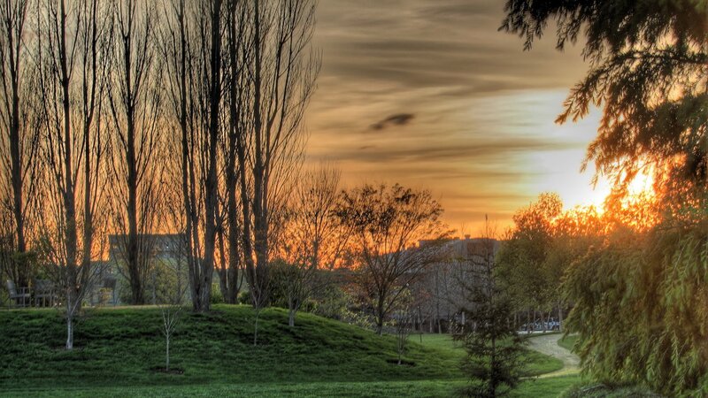 Sunset over Park Trees