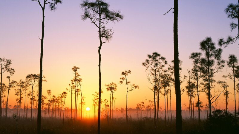 Sunset over pine forest
