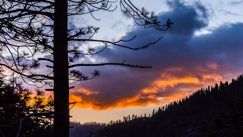 Sunset over pine forest