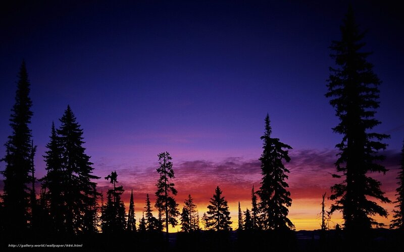 sunset over pine forest