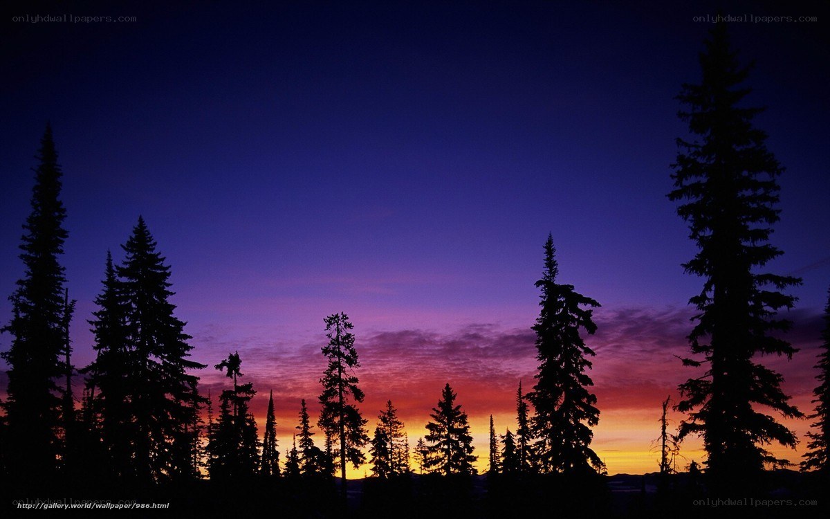 sunset over pine forest