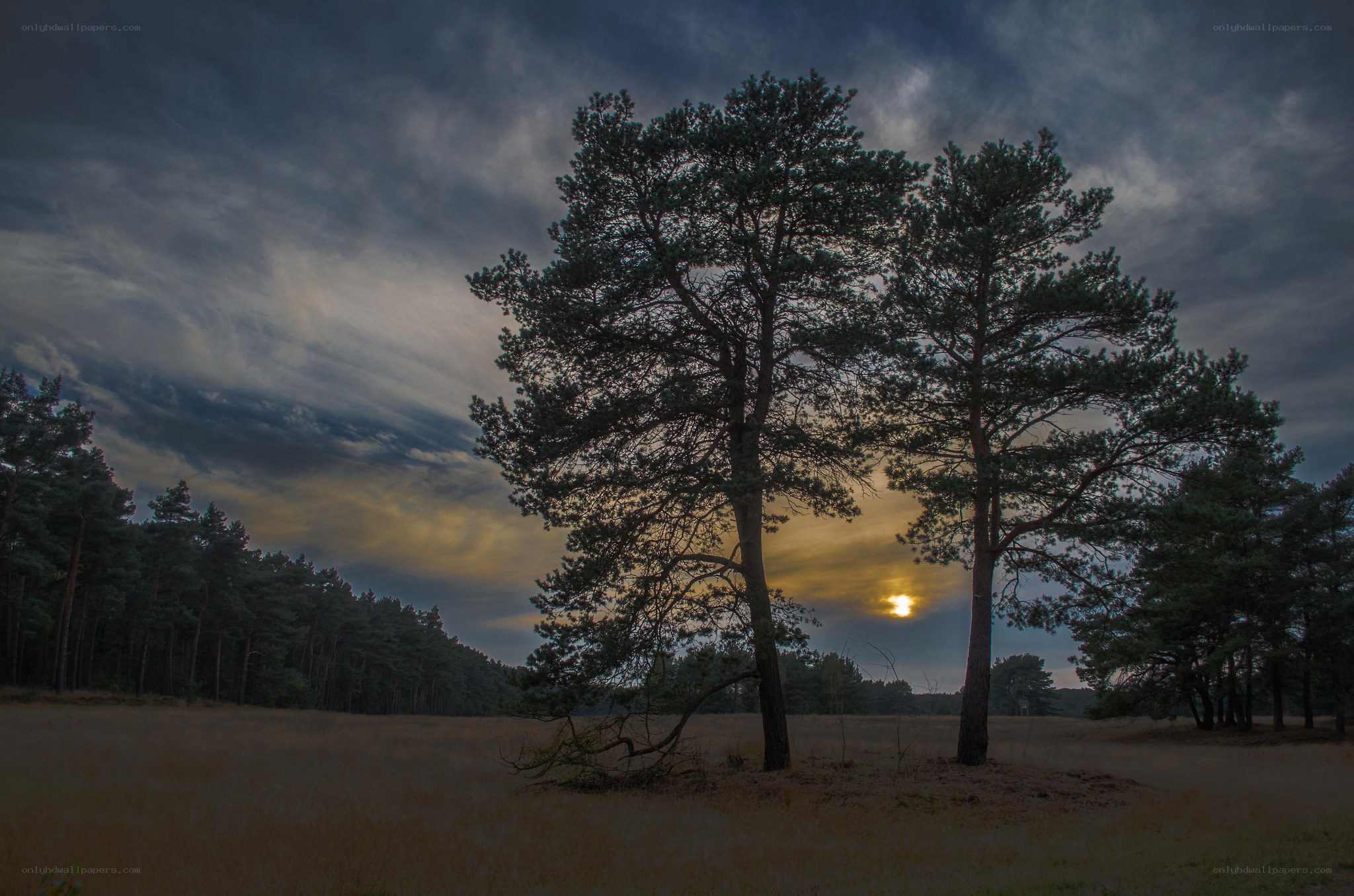 Sunset over pine trees