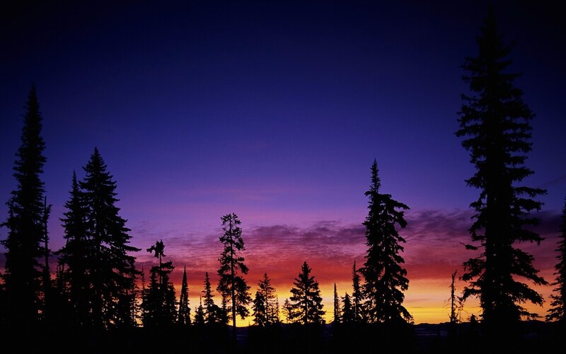 Sunset over pine trees