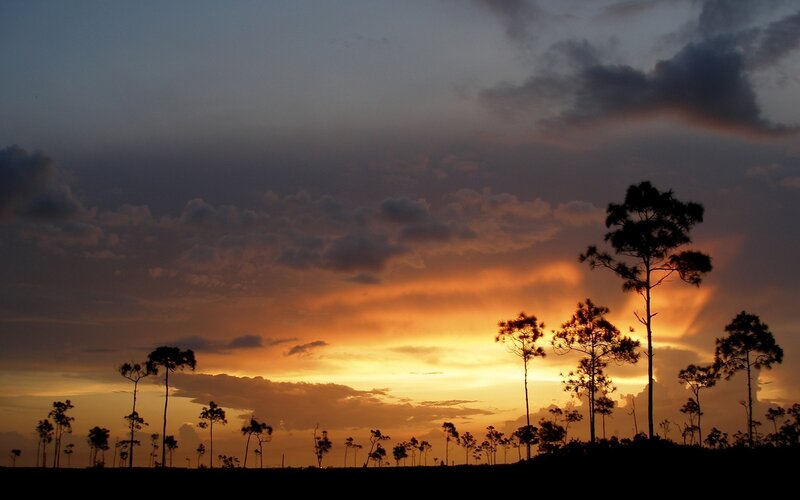 Sunset over pine trees
