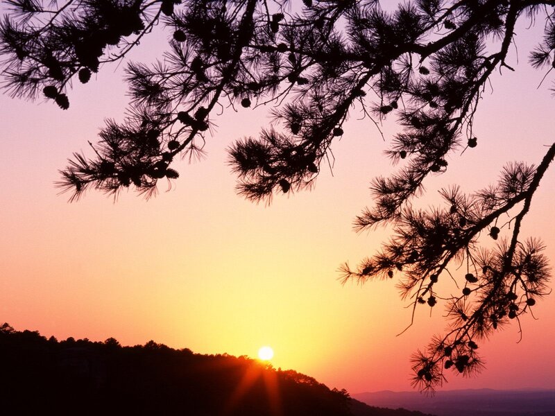 Sunset over pine trees