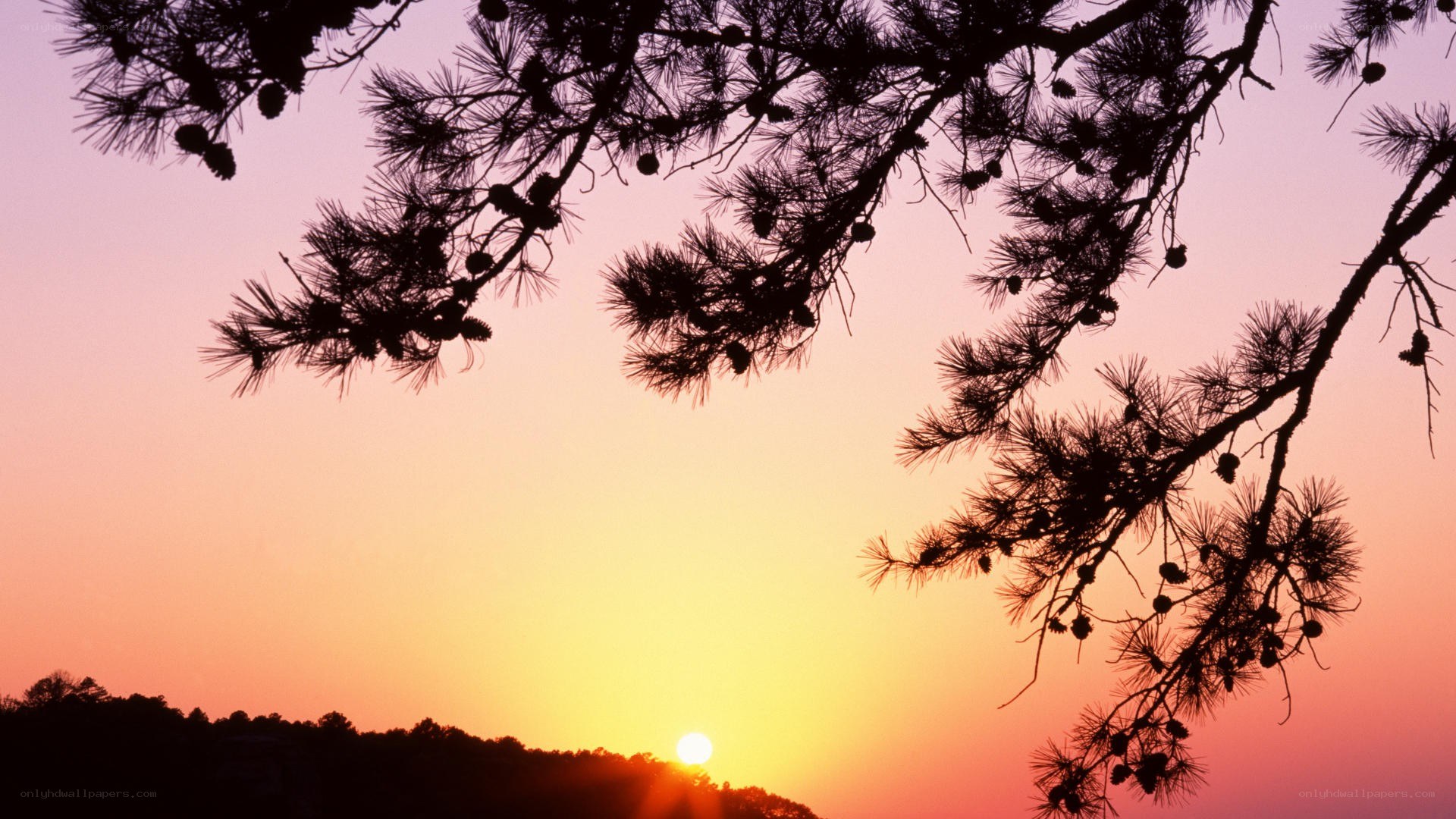 Sunset over pine trees