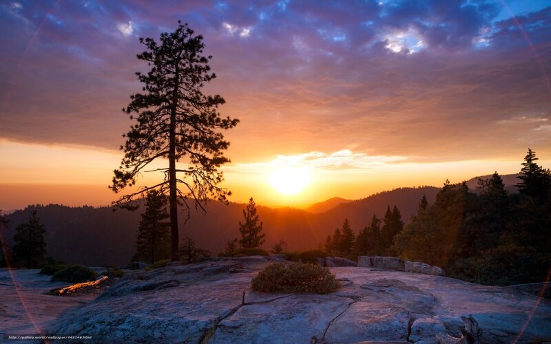 Sunset over Pine Trees — Orange
