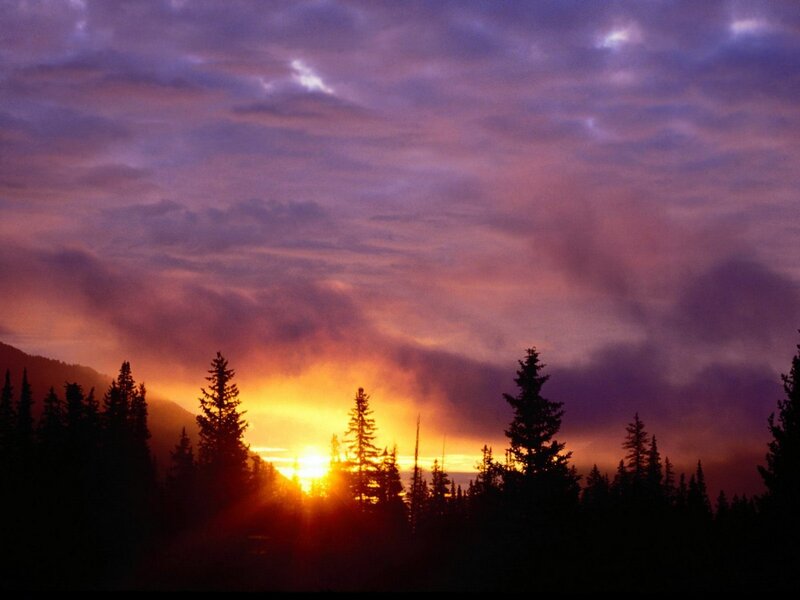 Sunset over Pine Trees — Purple, Dramatic