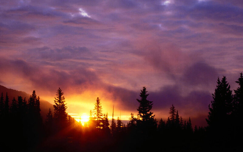 Sunset over Pine Trees — Purple