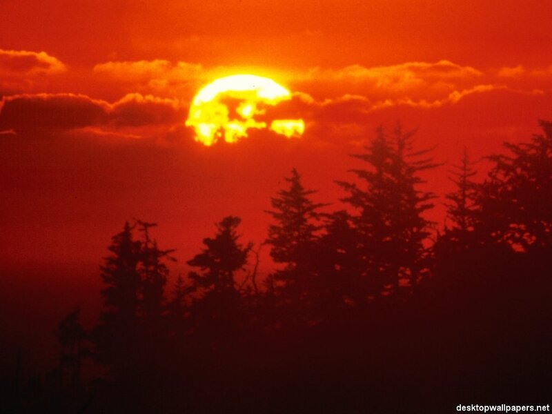 Sunset over Pine Trees — Red