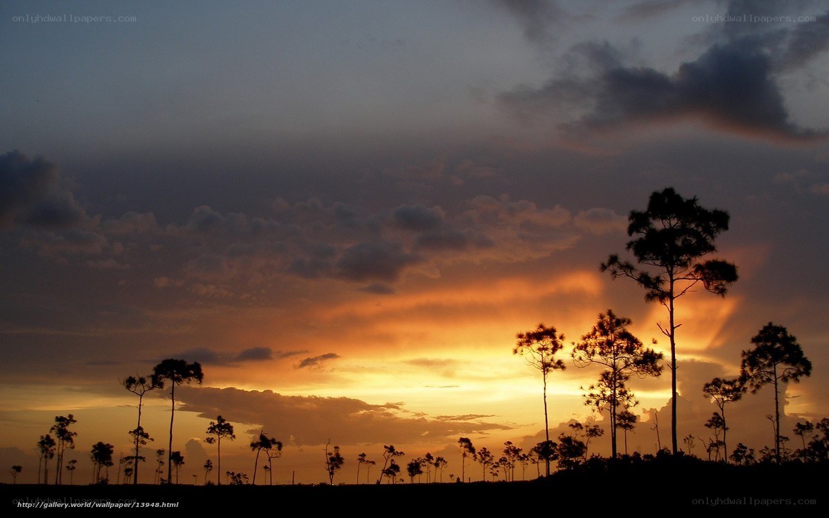 Sunset over pine trees