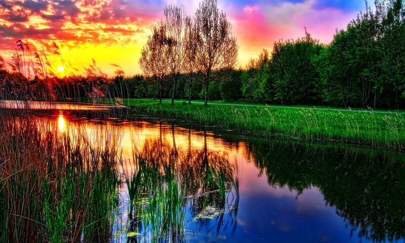 Sunset over Pond — Orange, Dramatic, Photograph, Trees, Reeds
