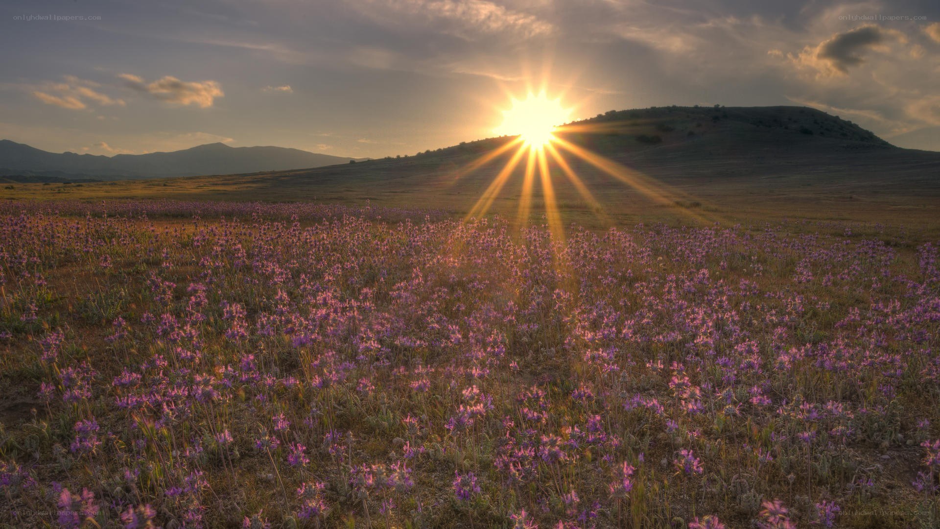 Sunset over purple flower field