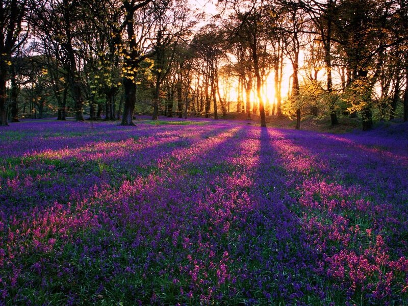 Sunset over purple flower field