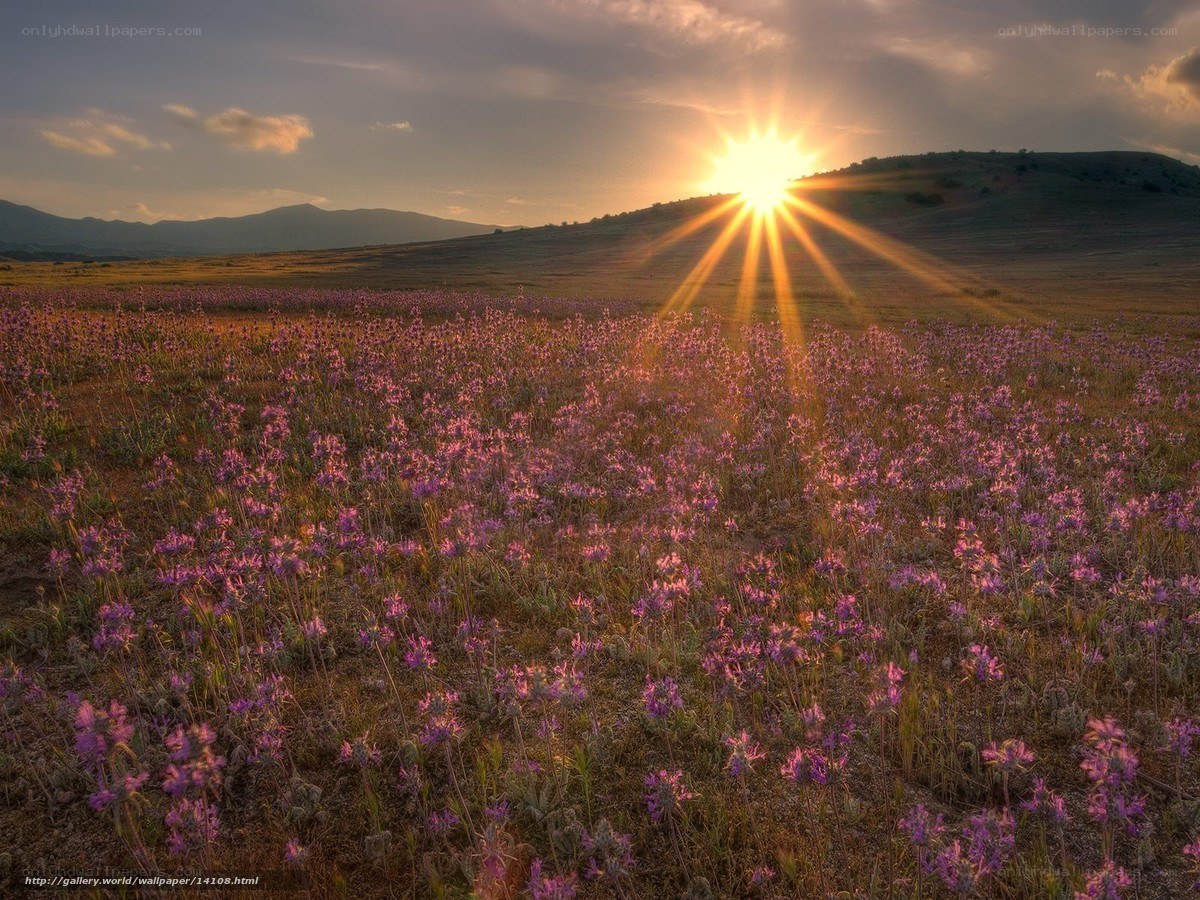 Sunset over purple flower field