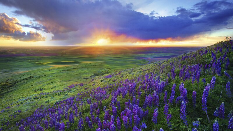Sunset over purple flowers