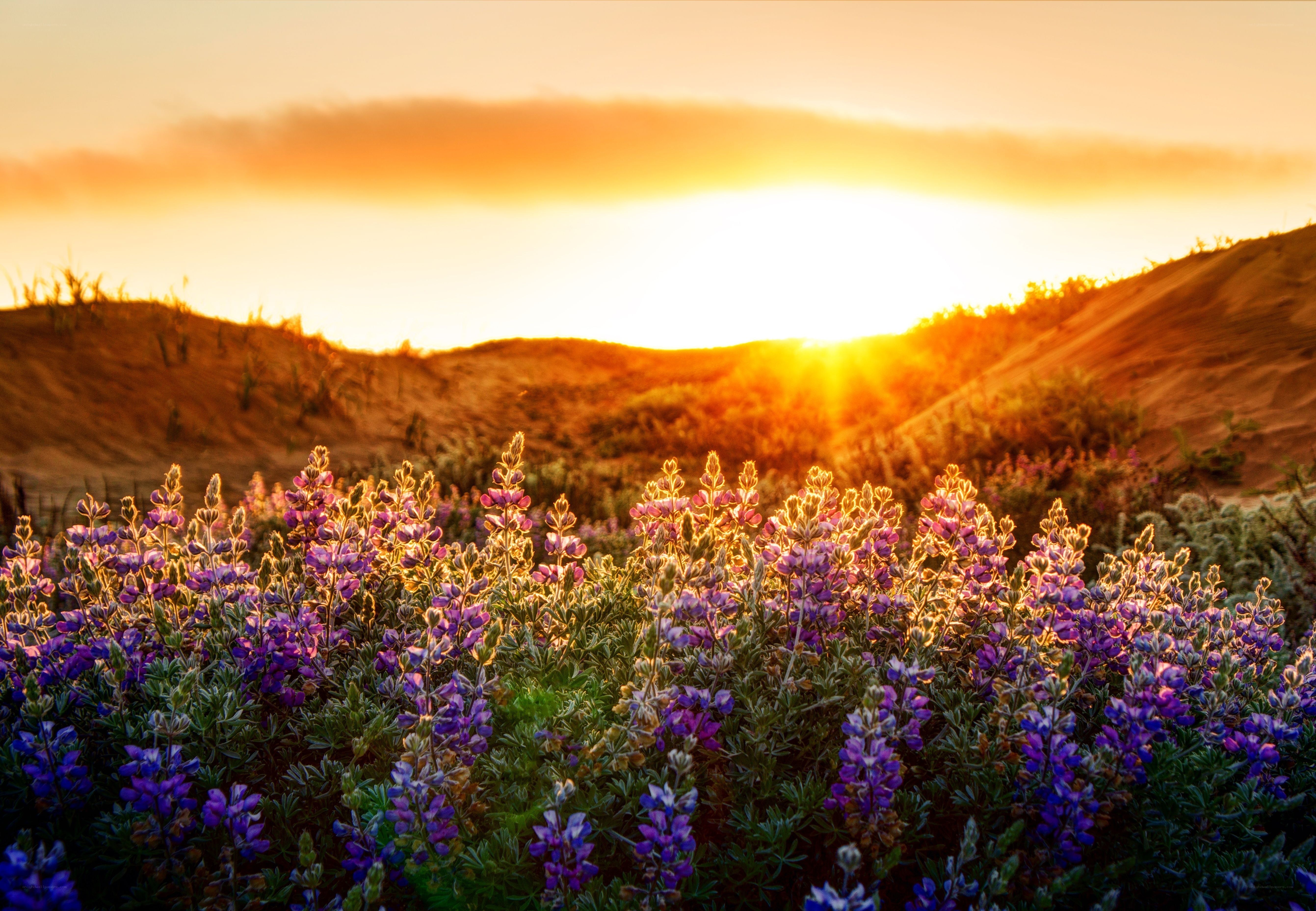 Sunset over purple flowers