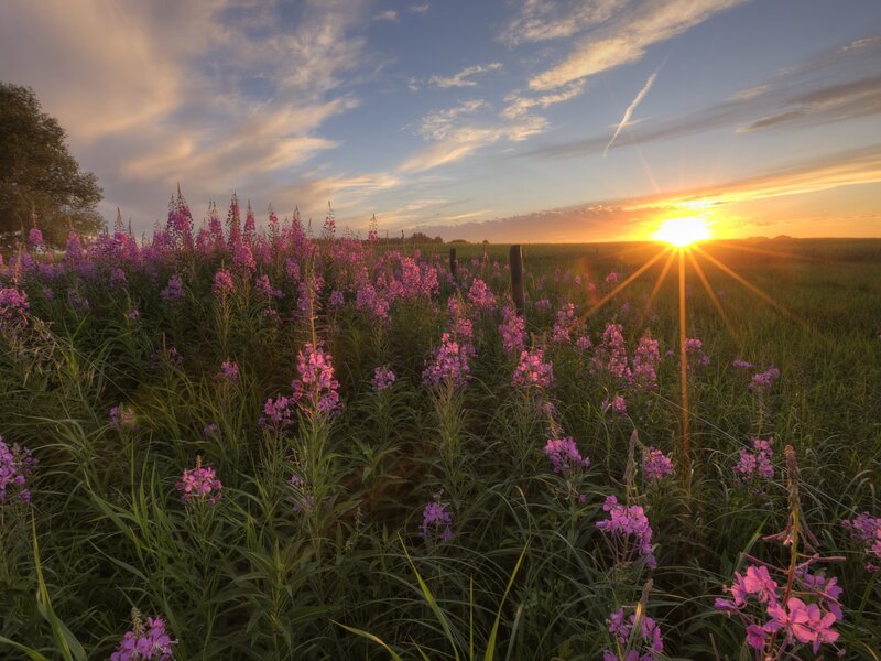 Sunset over purple flowers