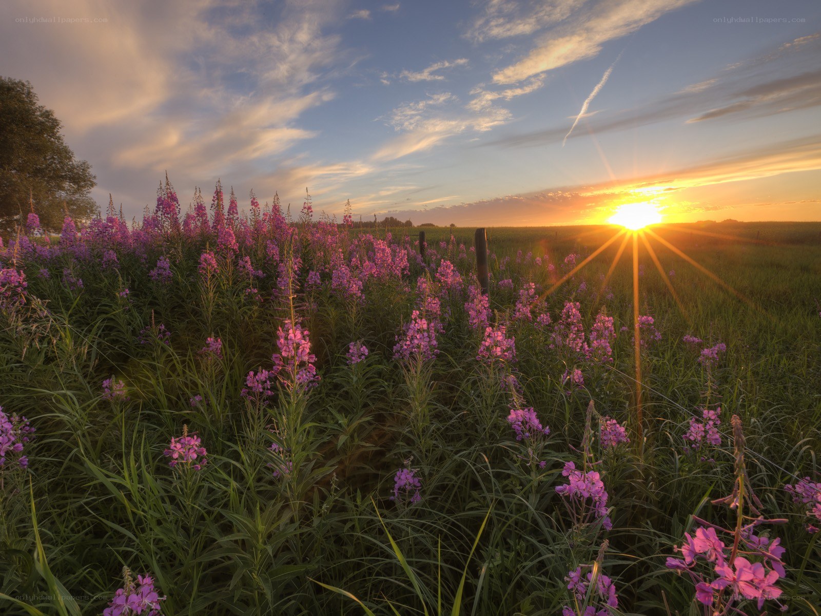 Sunset over purple flowers