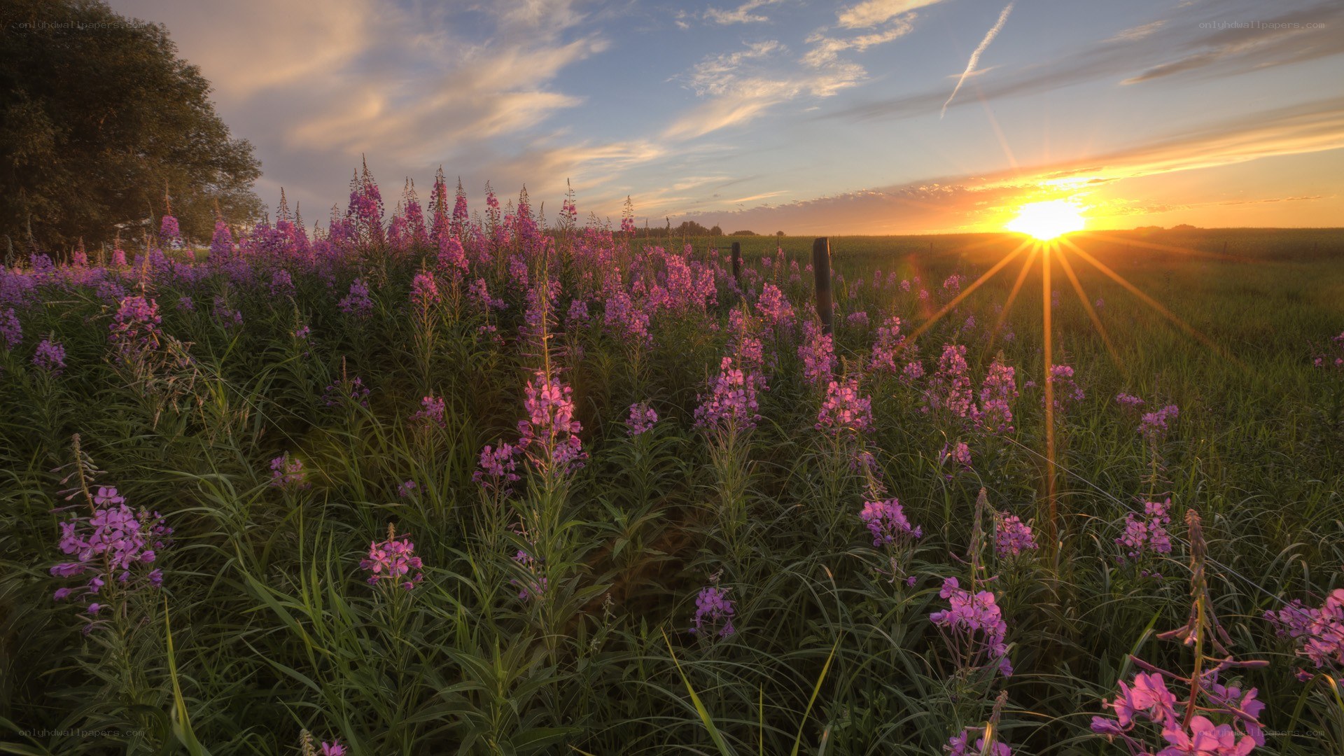 Sunset over purple flowers